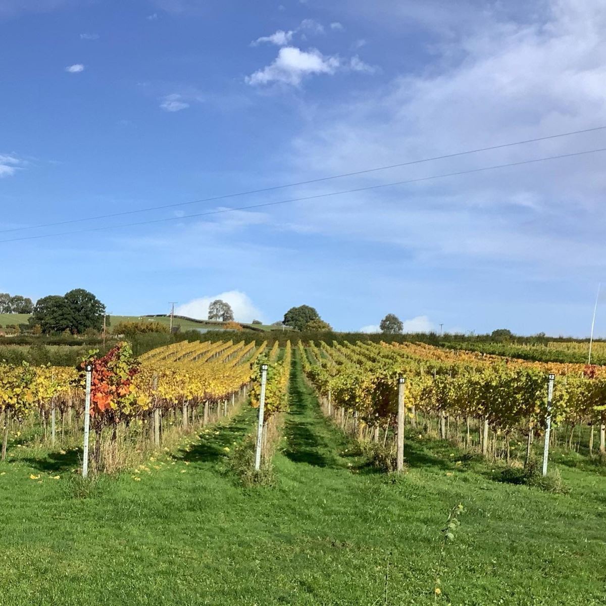 White Castle Vineyard